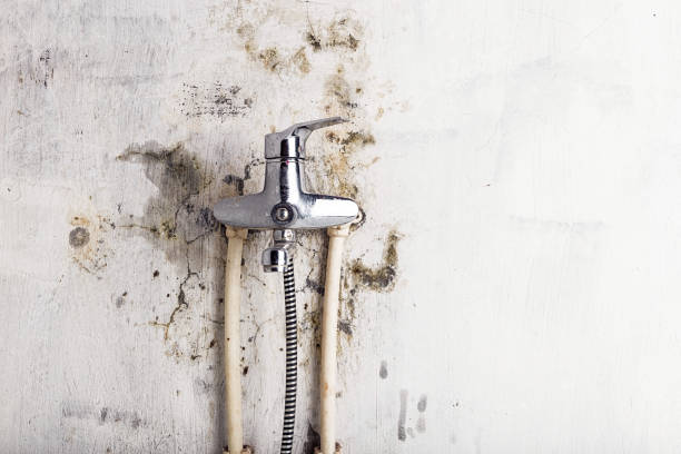 Best Certified Mold Removal  in Stansberry Lake, WA