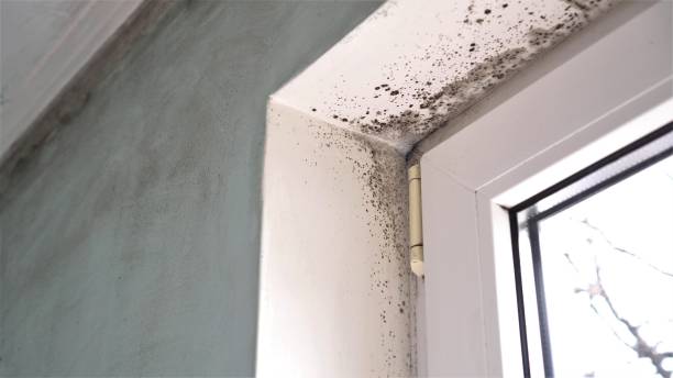 Attic Mold Removal in Stansberry Lake, WA