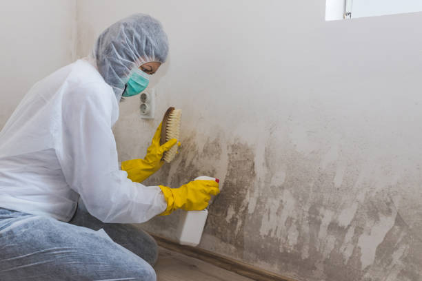 Best Attic Mold Removal  in Stansberry Lake, WA